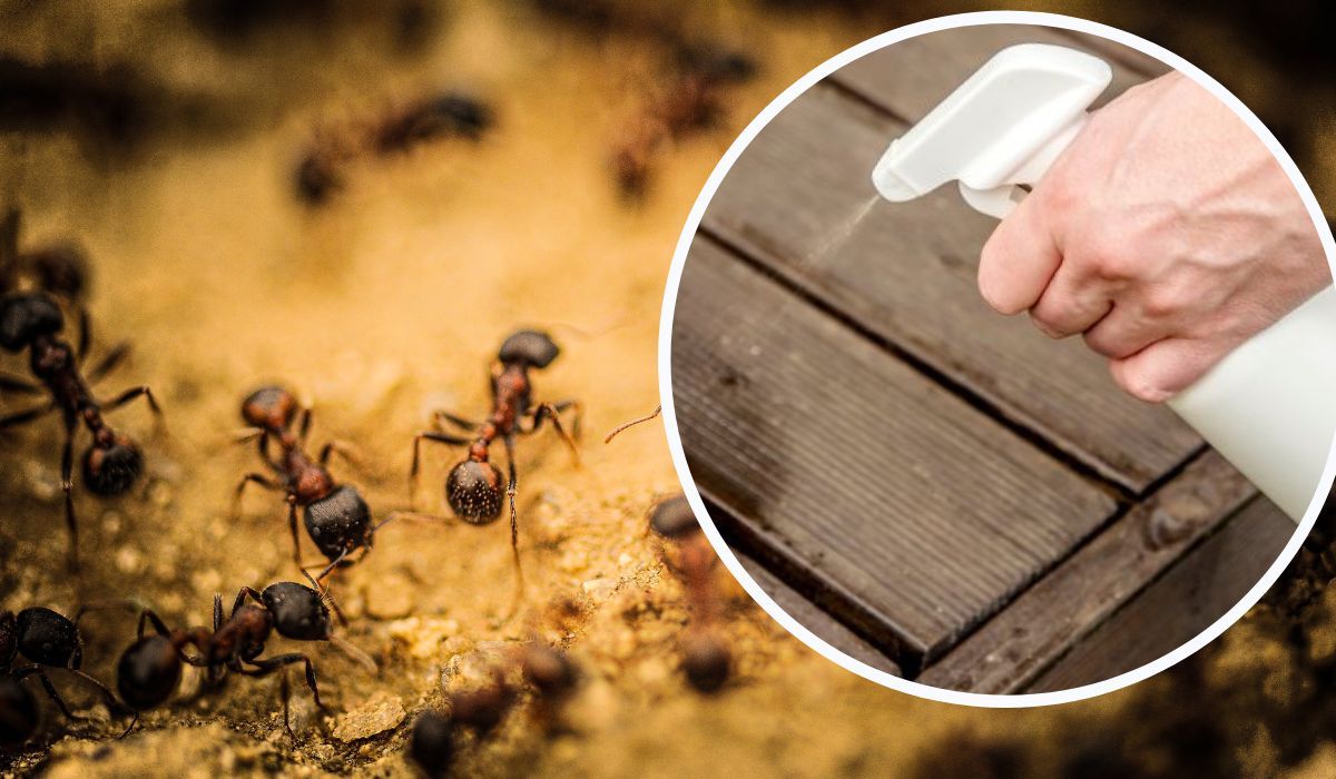 jak pozbyć się mrówek z ogrodu