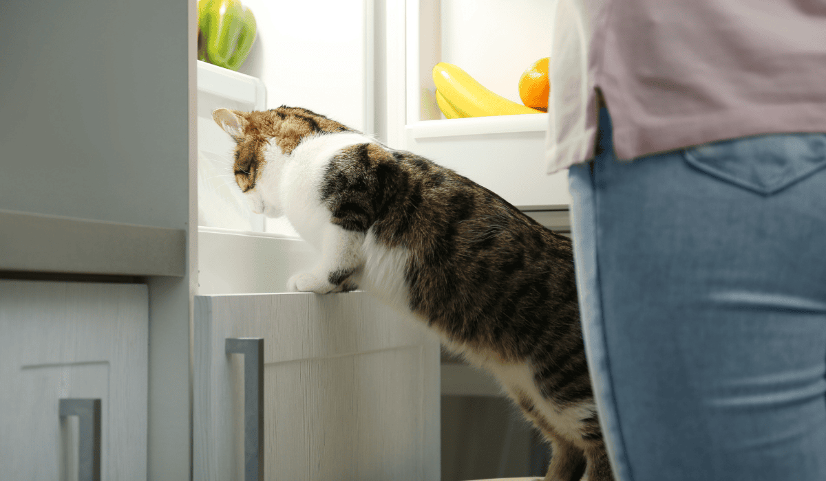 Kot zagląda do lodówki