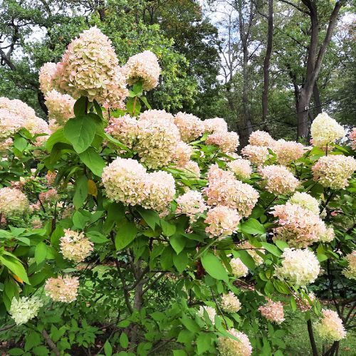  Kluczowy zabieg hortensji. W przyszłym roku kwiatów będzie więcej [20.08.2025r.]