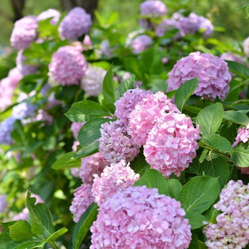  Kluczowy zabieg hortensji. W przyszłym roku kwiatów będzie więcej [20.08.2025r.]