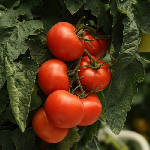 jak pielęgnować pomidory w sierpniu?