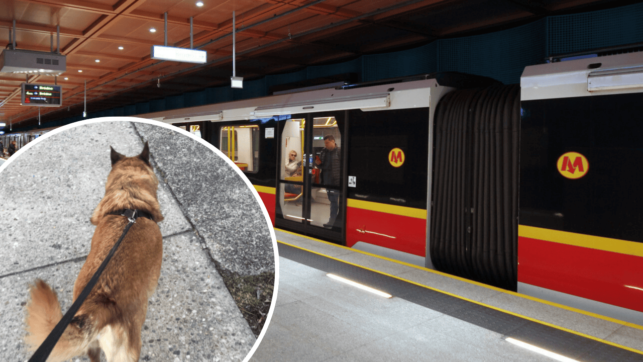 pies w metrze