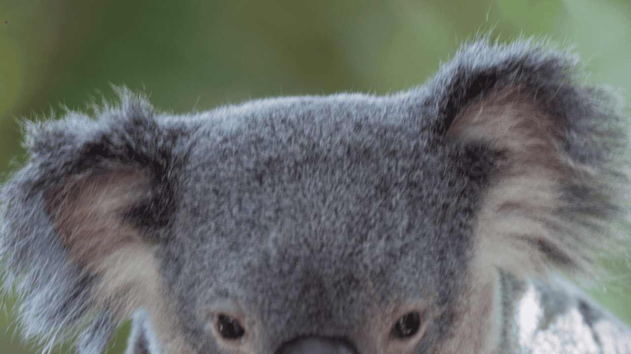 koala