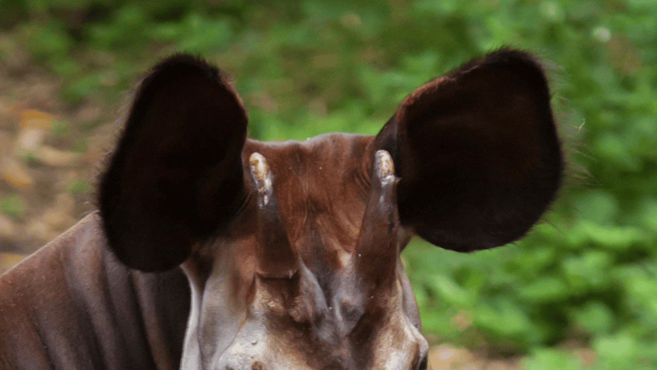 okapi