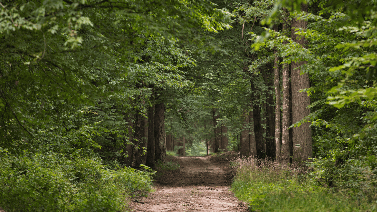 Puszcza Białowieska