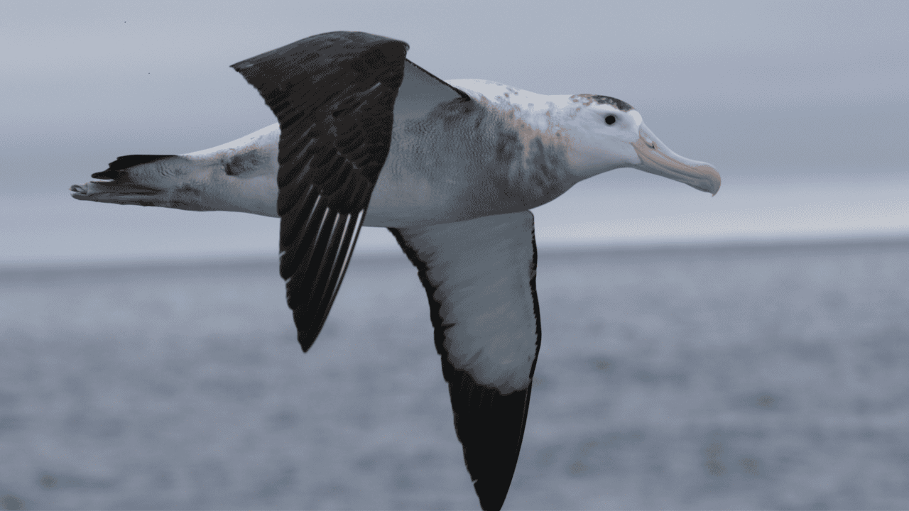 albatros wędrowny 