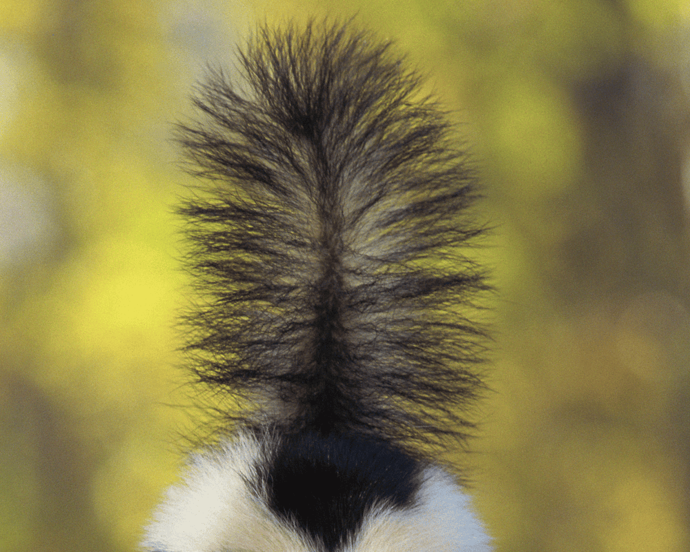 skunks