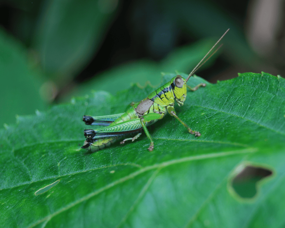 konik polny