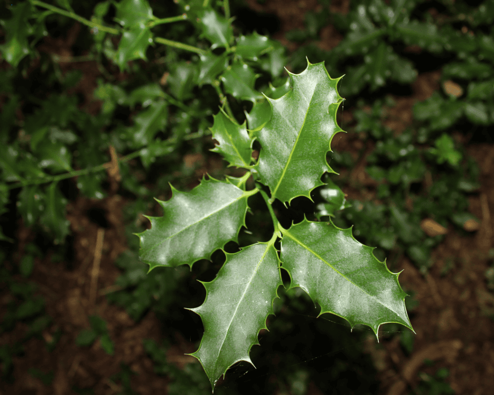 roślina