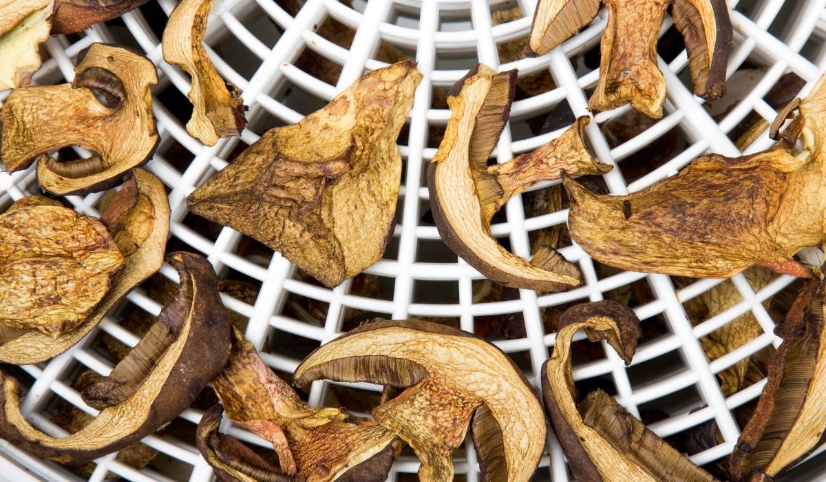 Przenigdy nie susz tych grzybów. To ogromny błąd