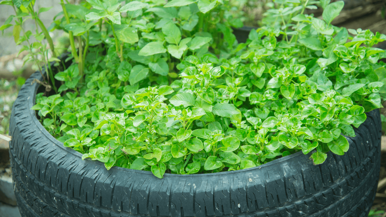 Najzdrowsze warzywo świata. Szpinak się przy nim chowa