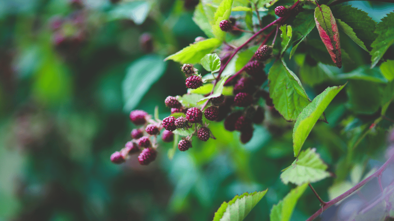 Takich owoców nigdy nie jedz. Często są w nich jaja tasiemca
