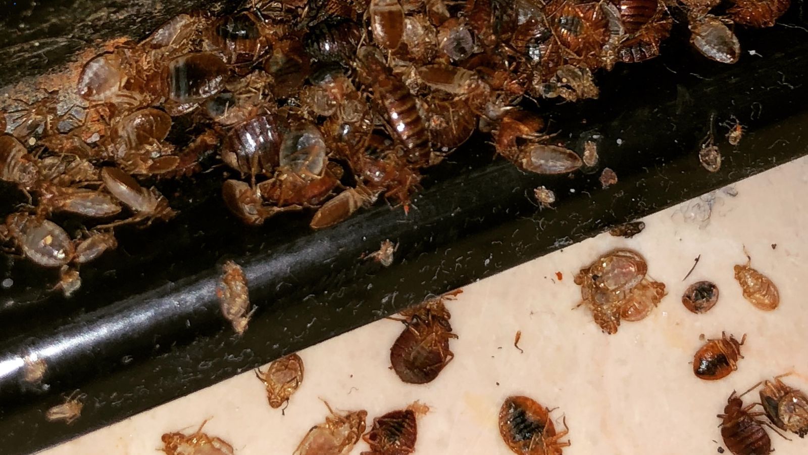 Magdalena Kaczmarska