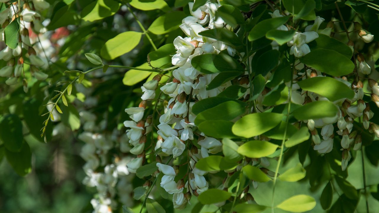 Zrobisz z niej herbatę, konfiturę i stworzysz aromatyczną kąpiel. Ta roślina rośnie w całej Polsce