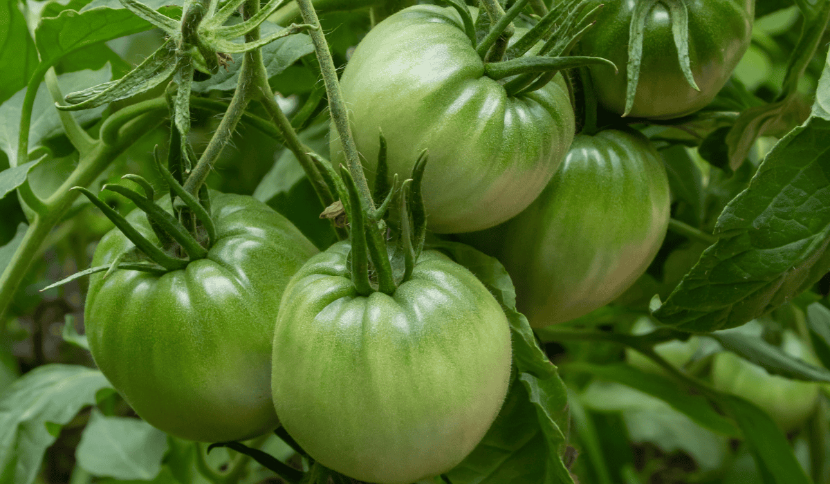 niedojrzałe pomidory
