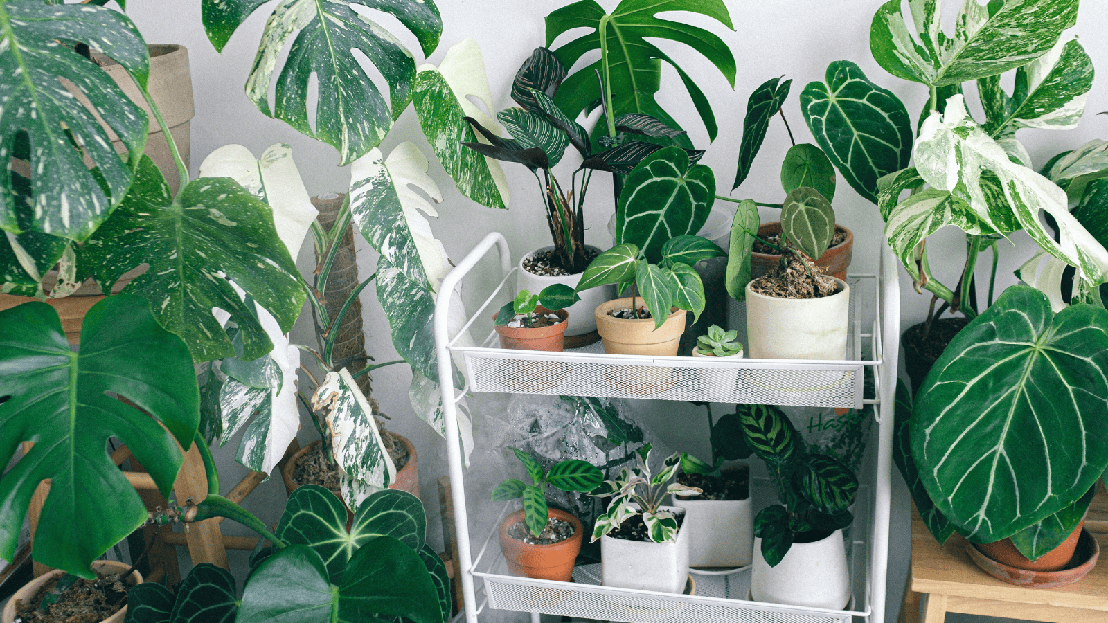 Nie wyrzucaj przemarzniętej rośliny do kosza. Tak ją odratujesz, sposoby są banalnie proste