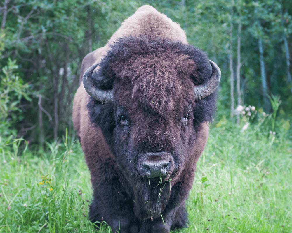 bizon