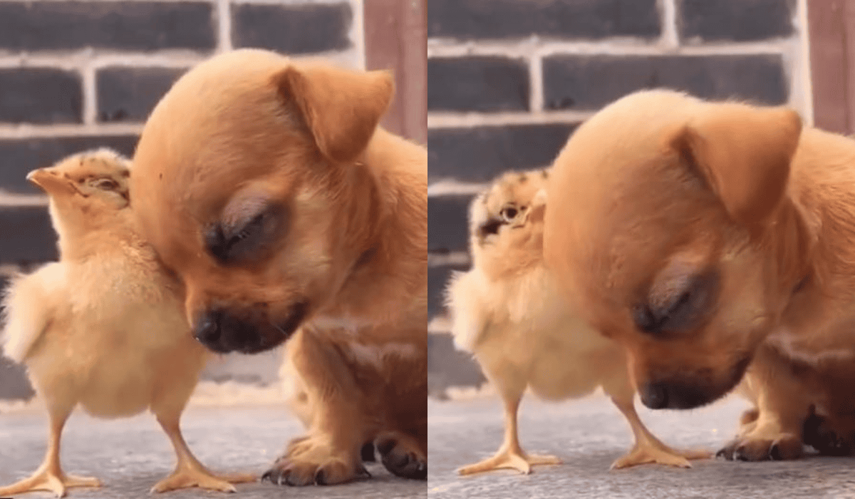 Pies i kurczak