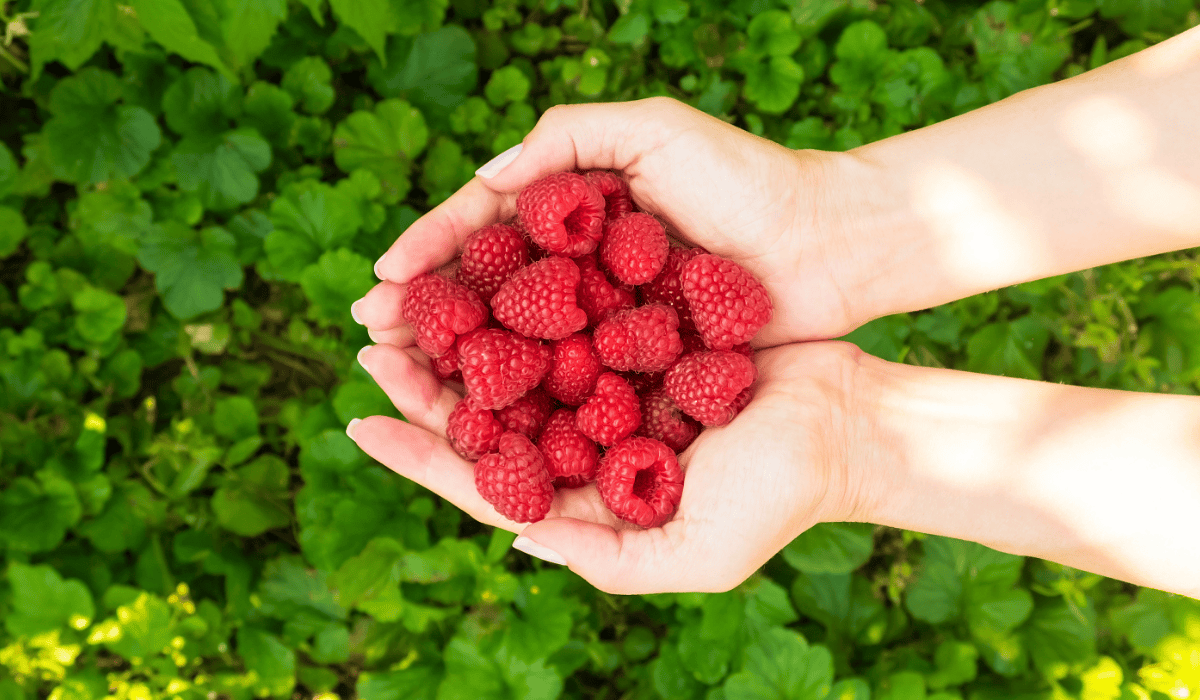 W sierpniu posyp tym maliny. Będą słodziutkie jak nigdy