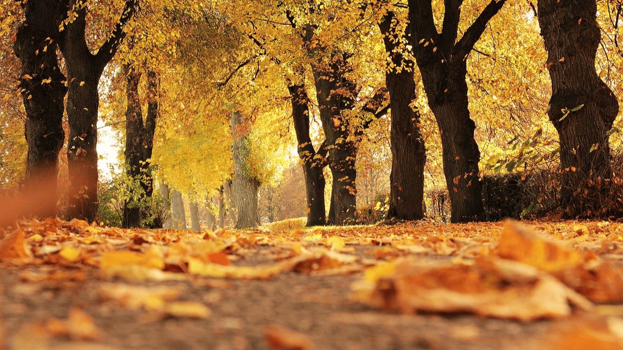 park