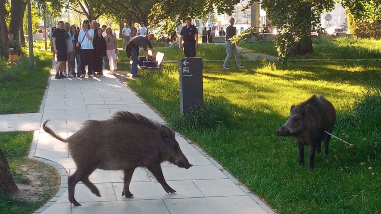 odstrzał dzików w Gdyni