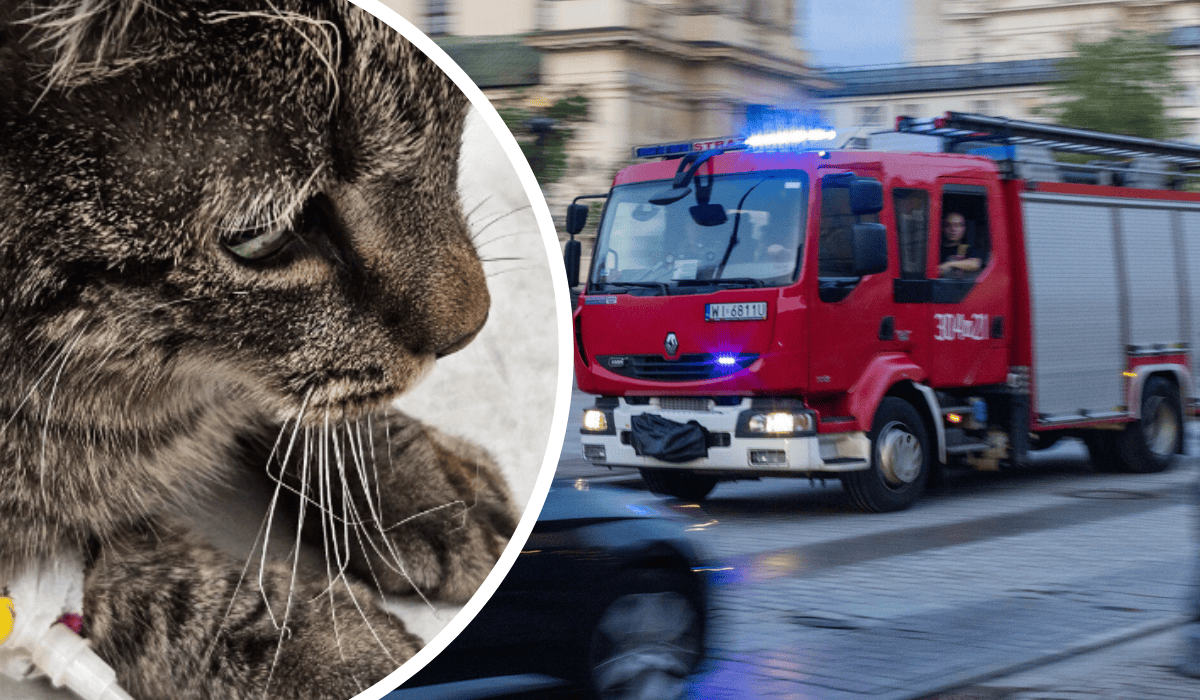 Wóz strażacki, ranny kot