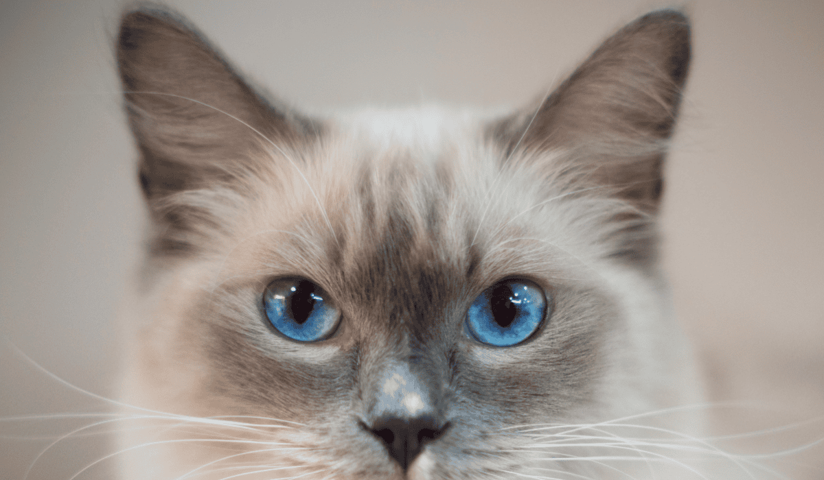 oczy kota