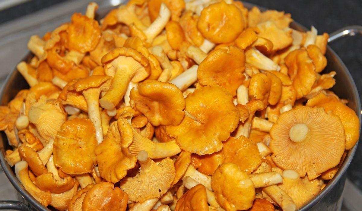 pyszne i zdrowe grzyby