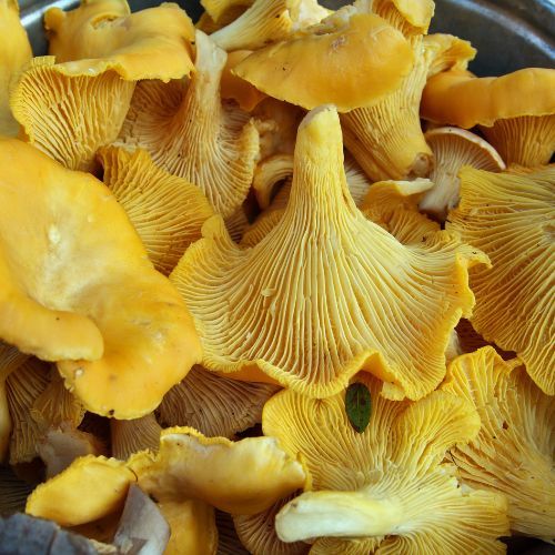 Dlaczego warto jeść kurki? Te grzyby są bardzo cenne