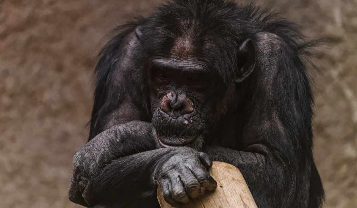 łyse szympansy w ZOO