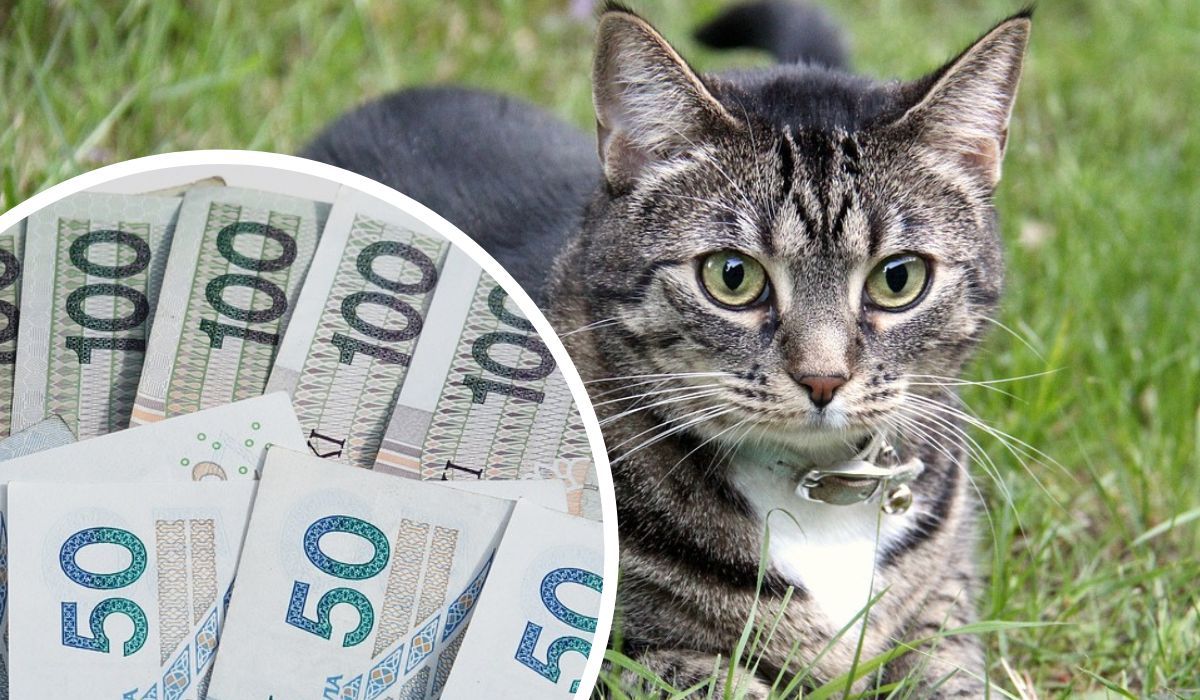 kot, pieniądze