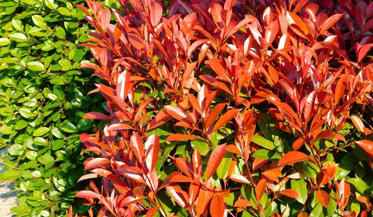 We wrześniu posadź zamiast tui. Ten żywopłot to hit w ogródkach