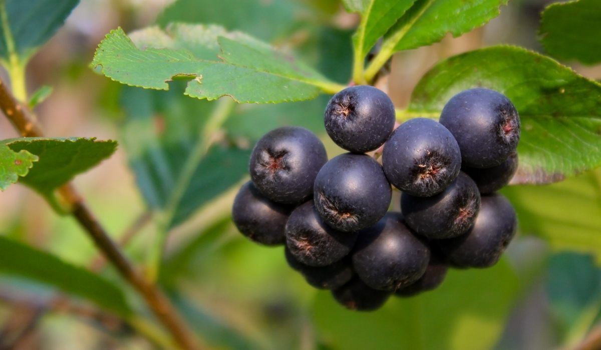aronia