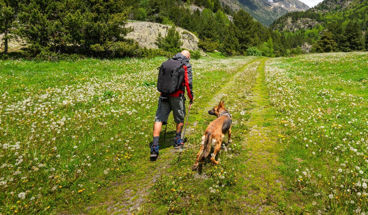 spacer po górach z psem