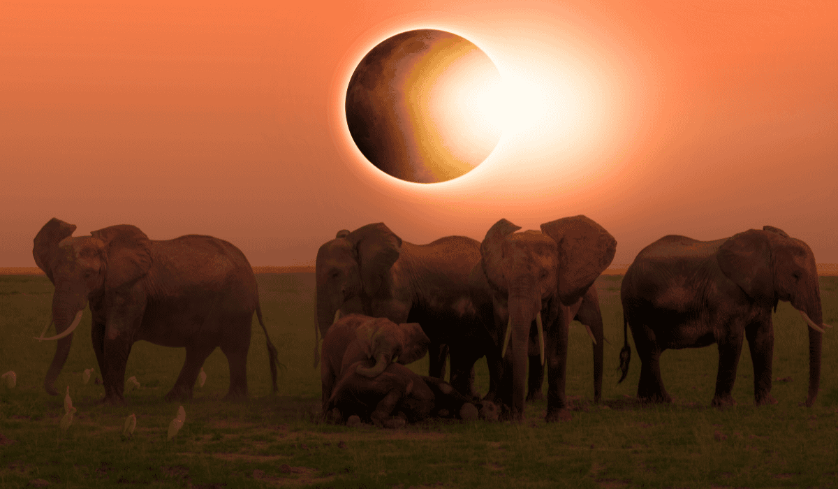 zaćmienie Słońca, słonie