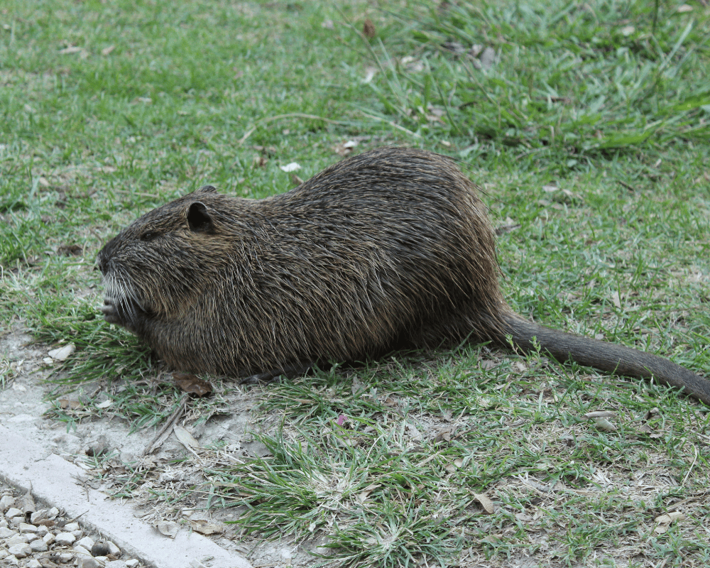 nutria