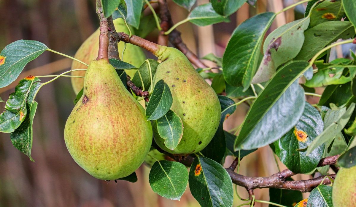 Pan Henryk zaprasza na samozbiór gruszek. Jest 5 ton do zebrania