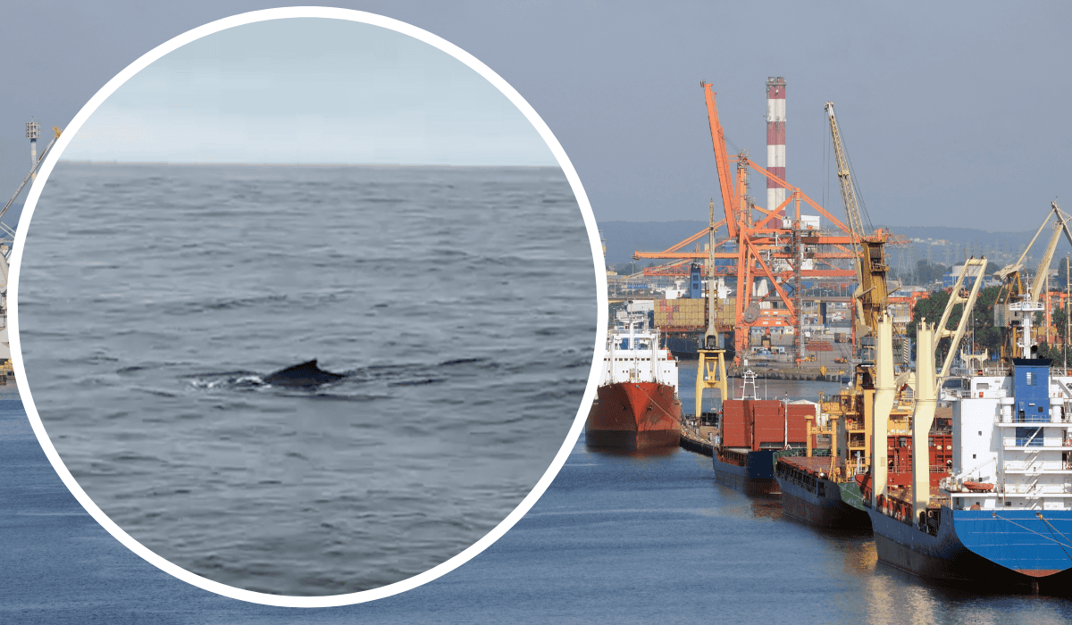 Wieloryb w Gdyni