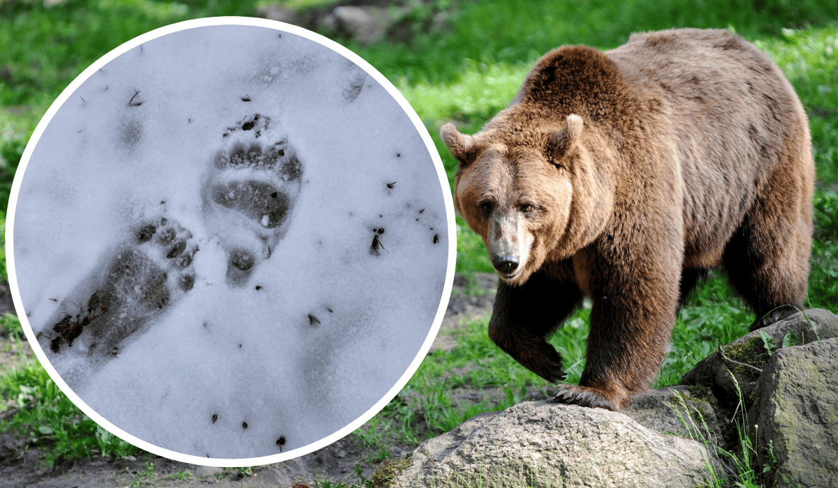Tropy niedźwiedzia brunatnego