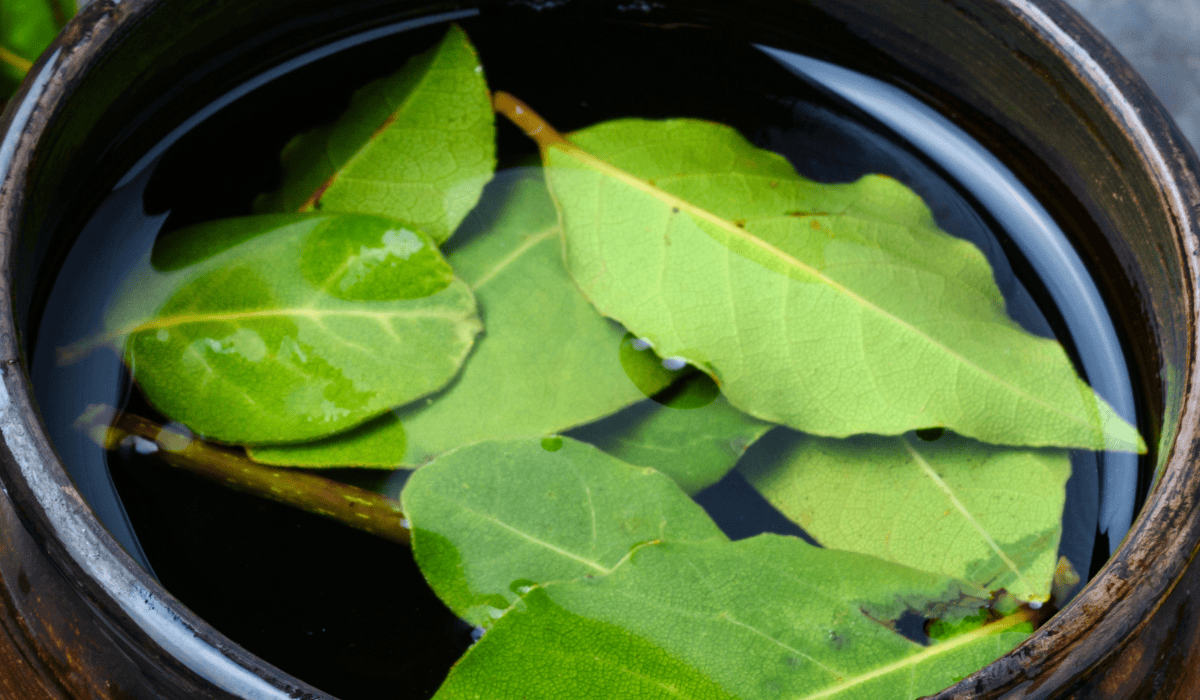 Zalane liście laurowe