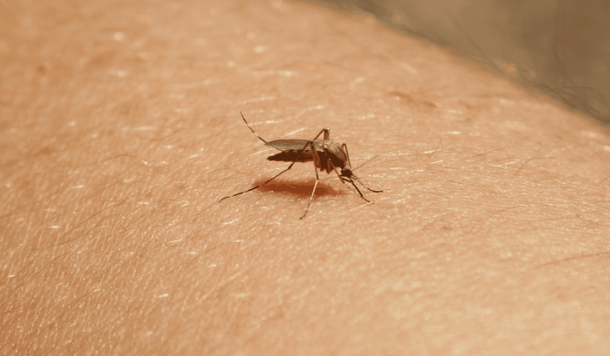 Komar na skórze