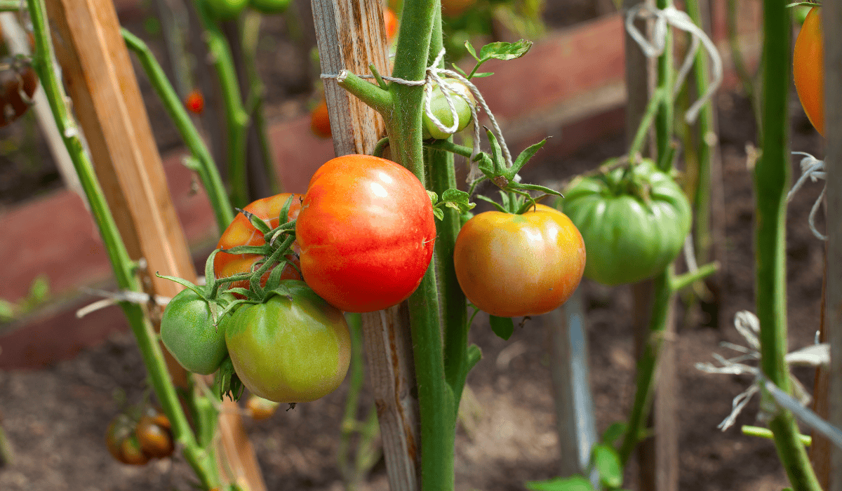 Pomidory na krzaku