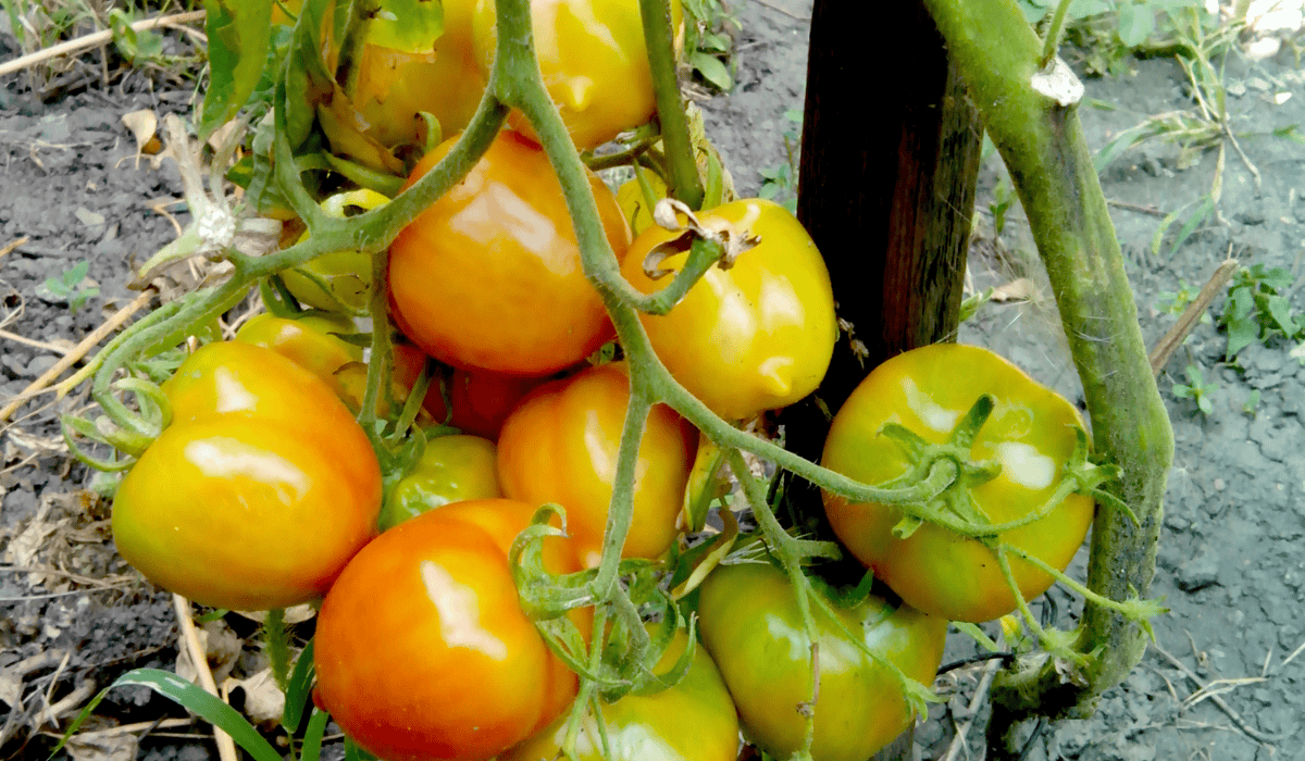 Pomidory na krzaku