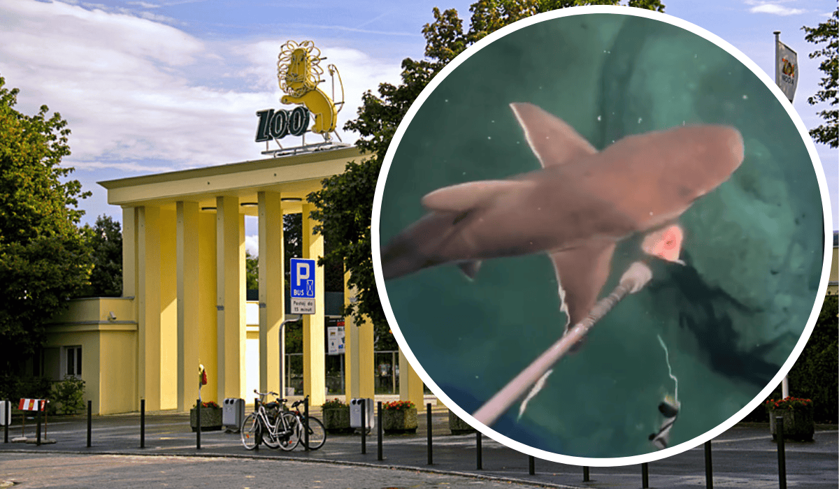 Rekin z ZOO we Wrocławiu