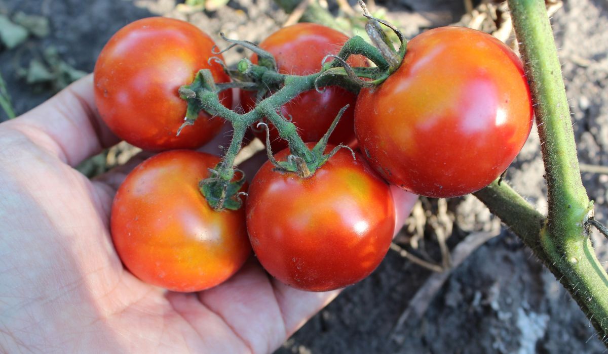 najlepsza odmiana pomidorów