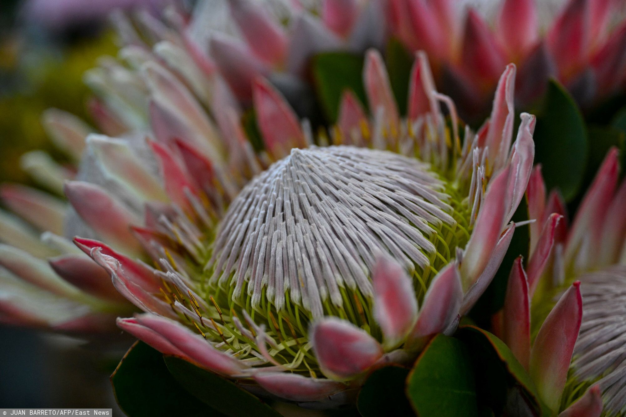 Protea 