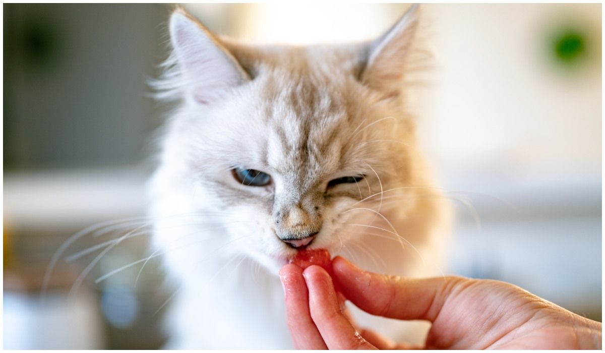 Przenigdy nie dawaj tego kotu do jedzenia. Lista produktów zakazanych (1).jpg