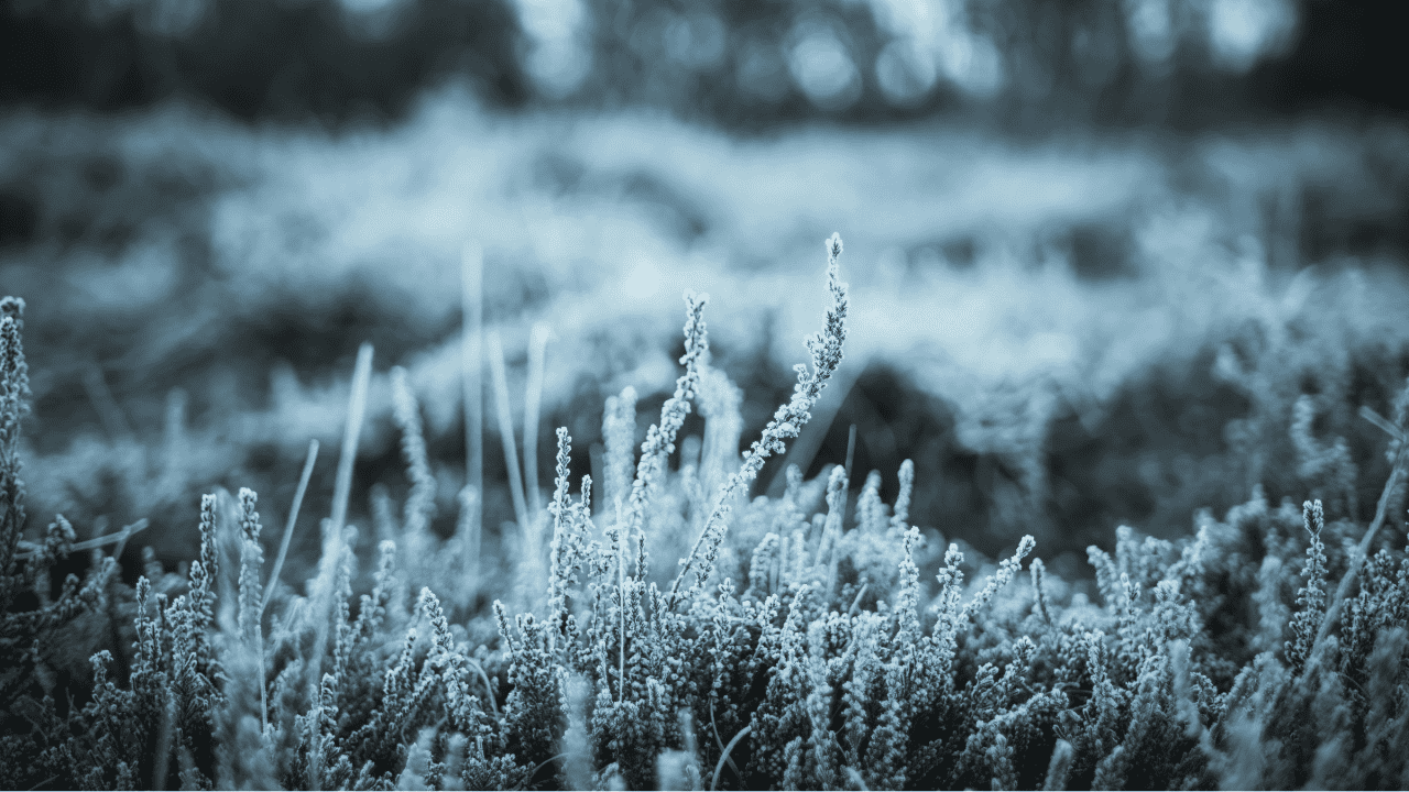 Przymrozki wracają do Polski. W tych regionach zrobi się naprawdę zimo
