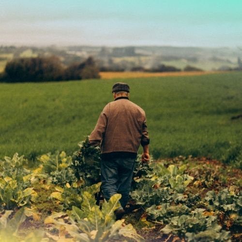 Jest decyzja rządu ws. pomocy dla rolników. Poszkodowani dostaną nawet 3 tys. zł za 1 ha. Trzeba spełnić 1 warunek