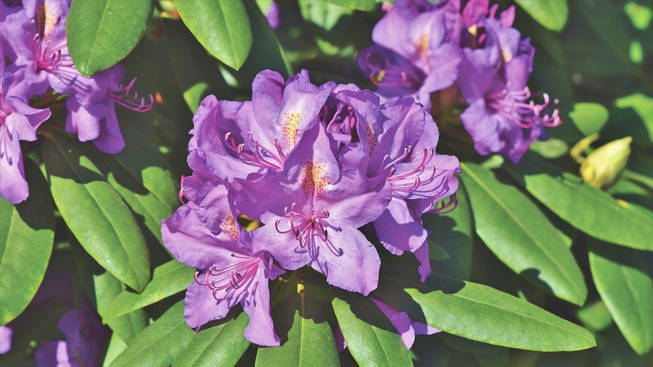 Rododendron